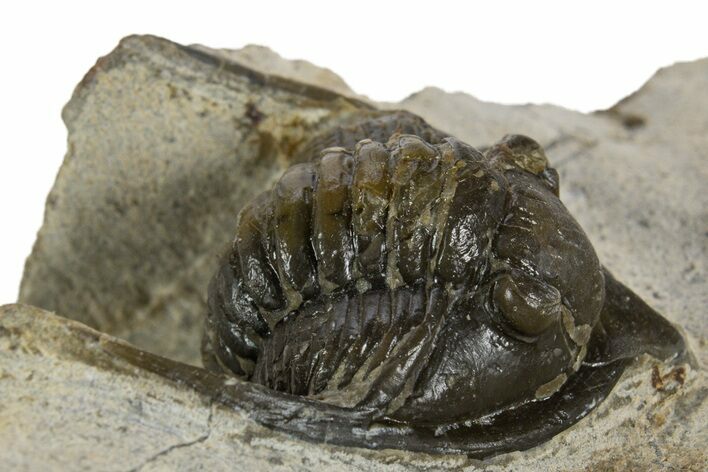 Bargain, Diademaproetus Trilobite - Ofaten, Morocco #341326